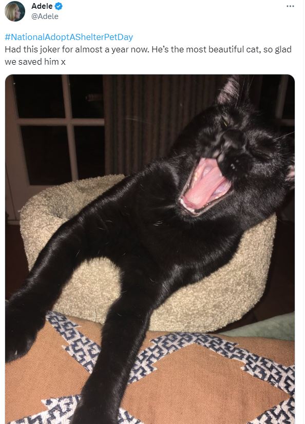 Black cat