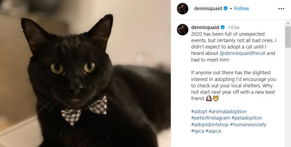 Black cat