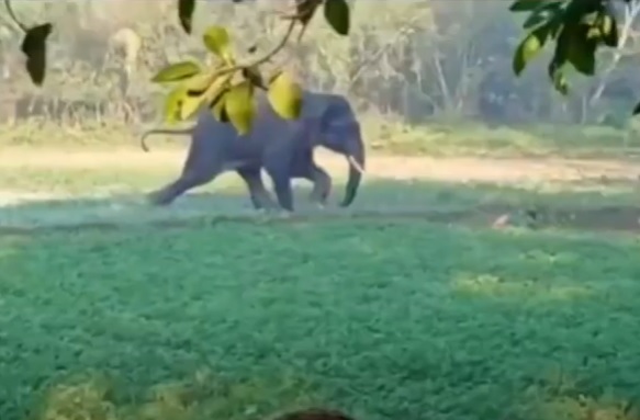 ""فيل هائج وضحية متعثرة والنتيجة مفزعة