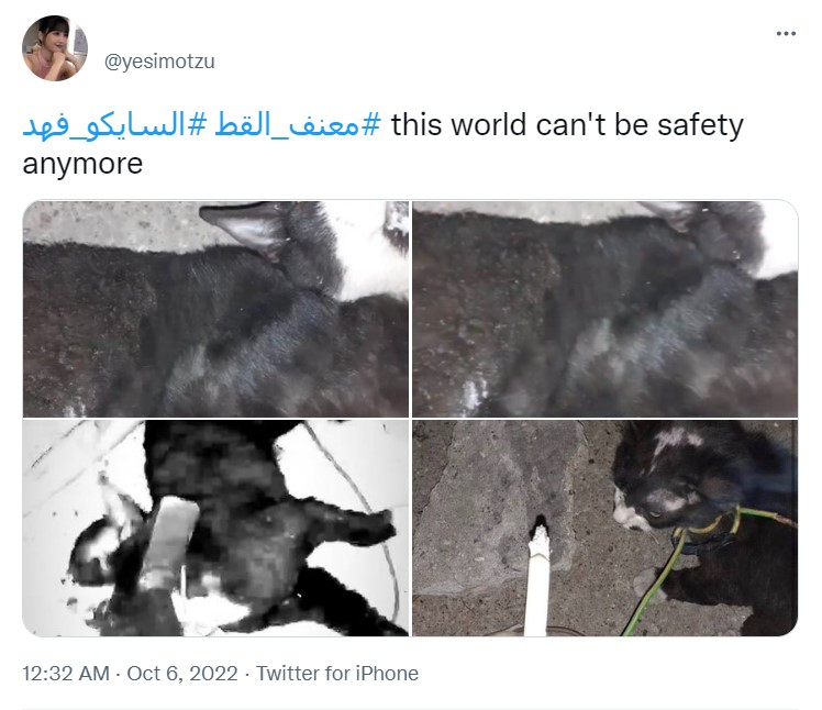 "فهد معذب القطط يثير غضب السعوديين"