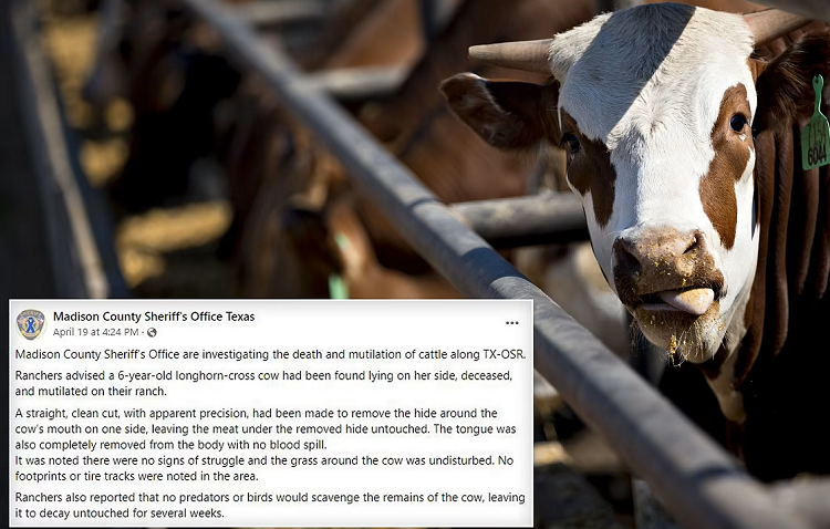 "أبقار مقطوعة الألسنة تثير الهلع في أمريكا"