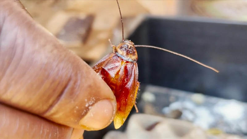 أكل الصراصير الكبيرة في المنام