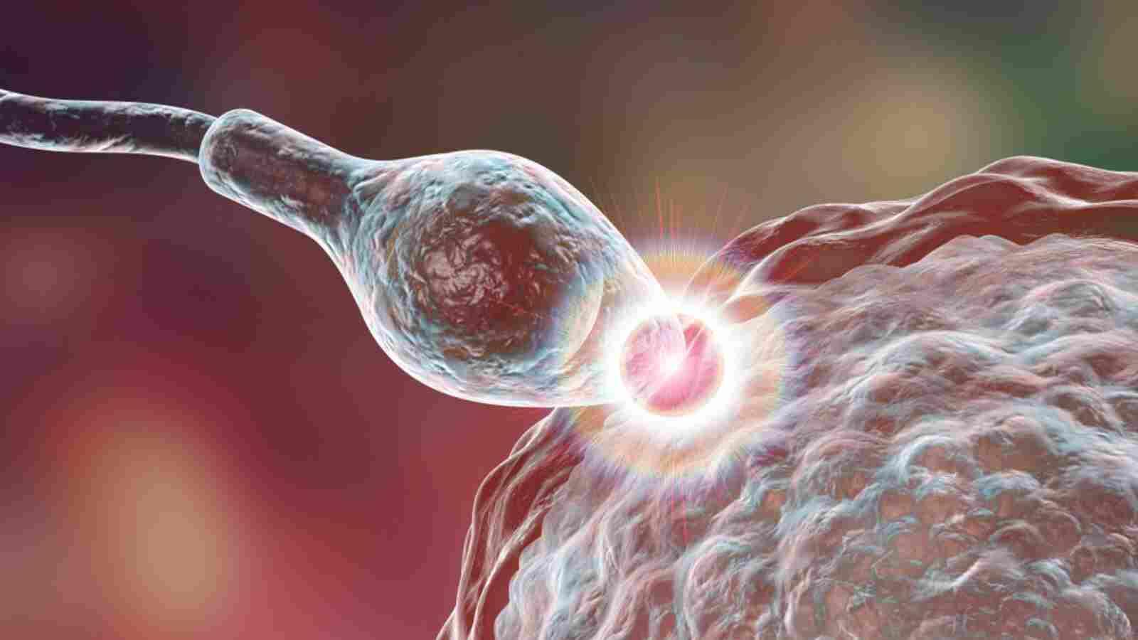 العوامل المؤثرة على الإباضة