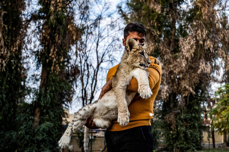 تفسير حلم الأسد الأليف في المنام