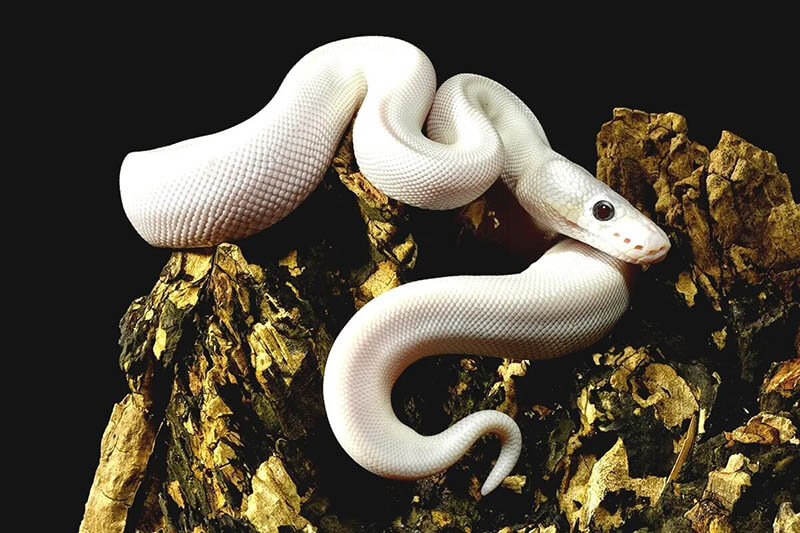 تفسير حلم الثعبان الأبيض في الحمام