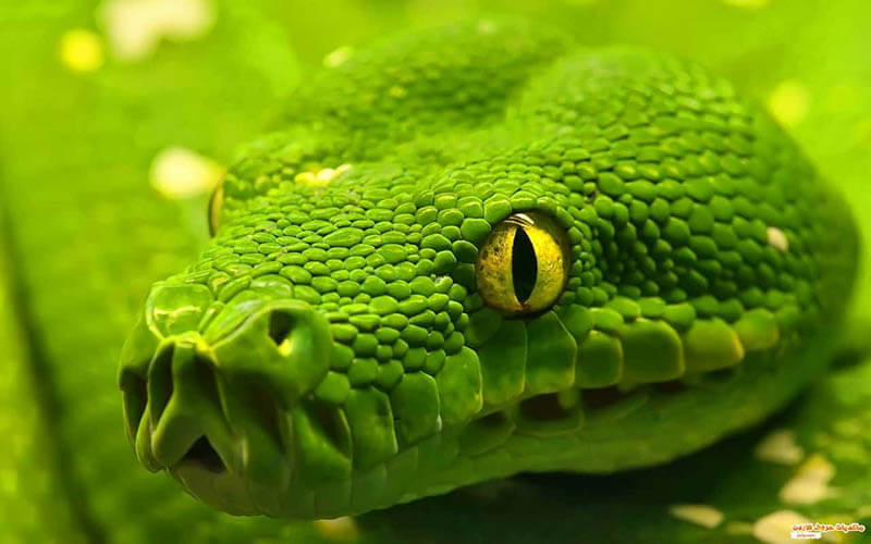 تفسير حلم الثعبان الأخضر الكبير في المنام