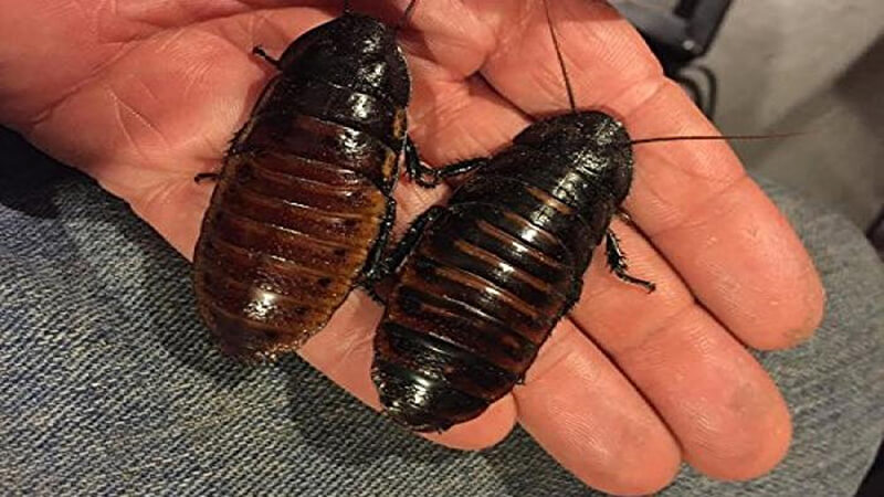 تفسير حلم الصراصير الكبيرة للرجل في البيت