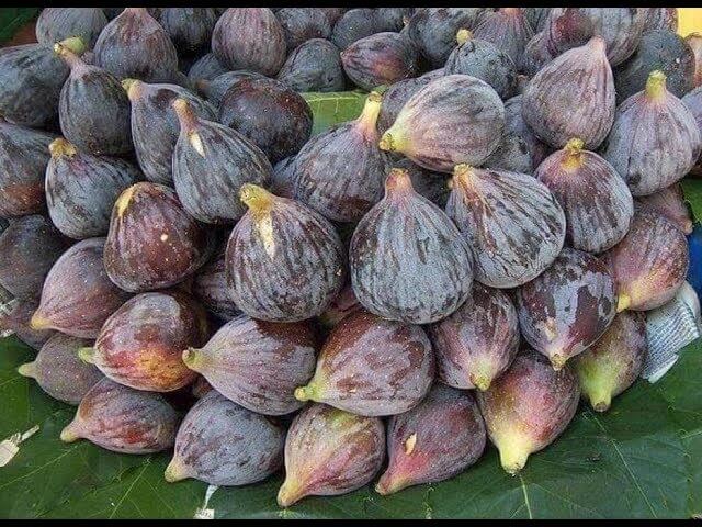 تفسير رؤية التين في المنام للعزباء