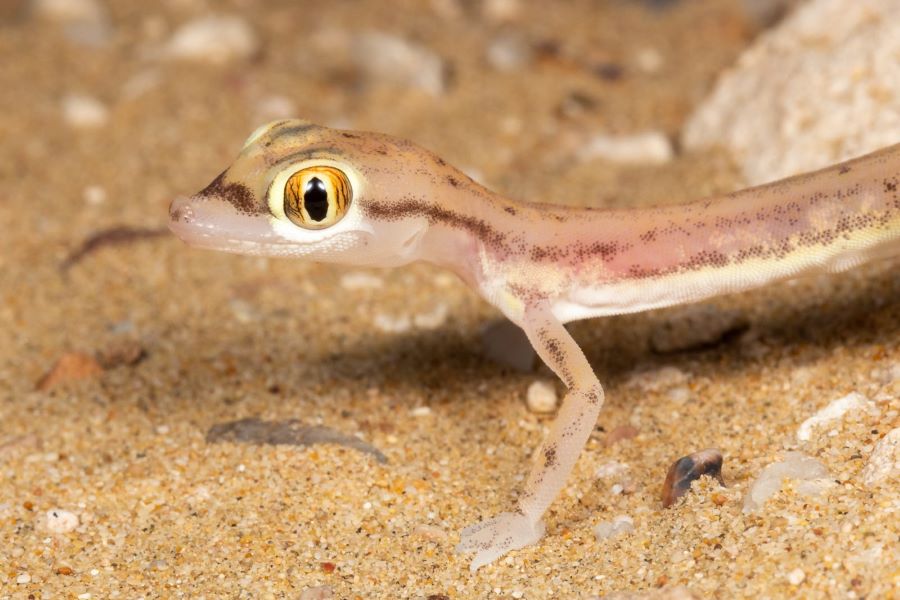 تفسير رؤية سحلية في المنام للحامل