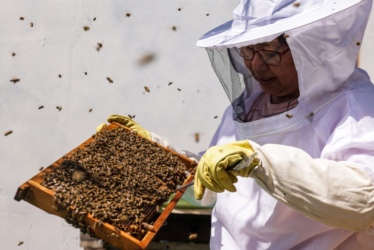 beekeeping 