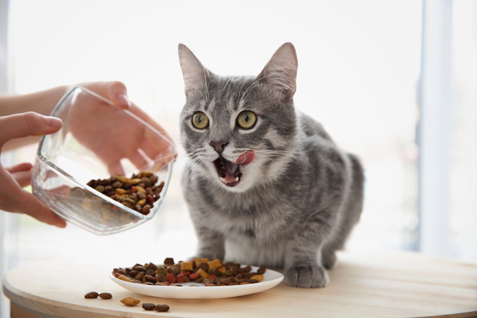 Cat Eating
