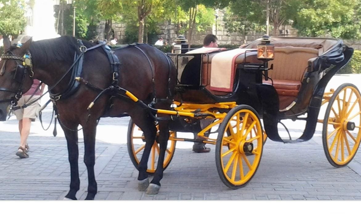 ركوب عربات الخيل