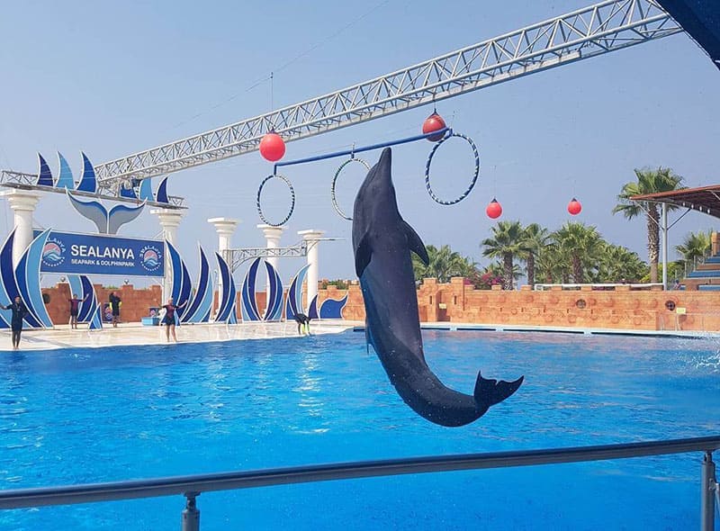 مشاهدة عروض الدلافين الممتعة