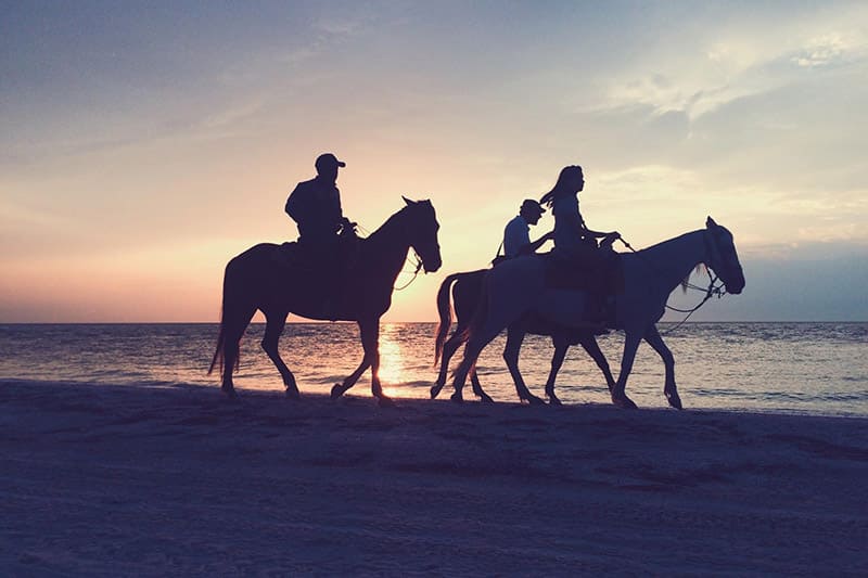 نادي النور للفروسية NUR HORSE CLUB