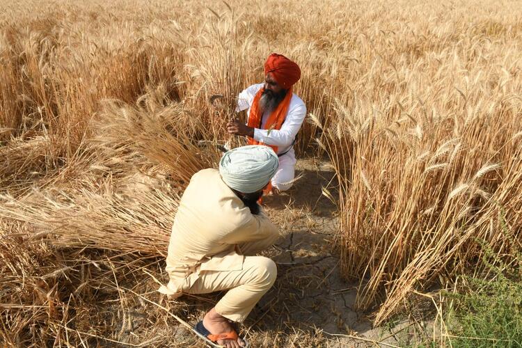 In Pictures: Sikhs, Hindus Celebrate Harvest Festival Baisakhi