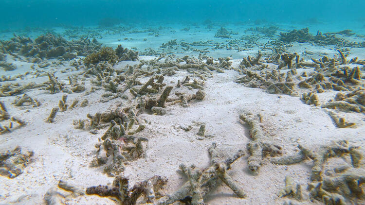 Scientists Team up in Tanzania to Save Coral Reefs