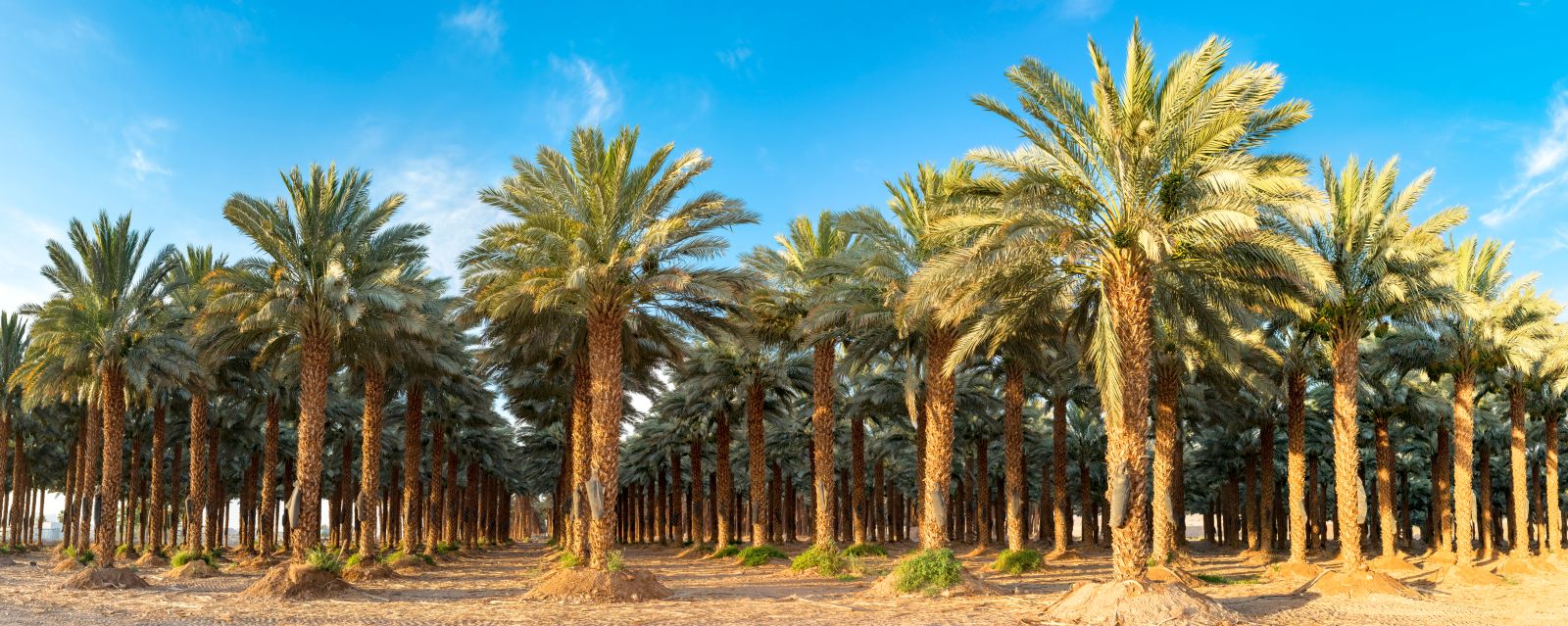 Saudi