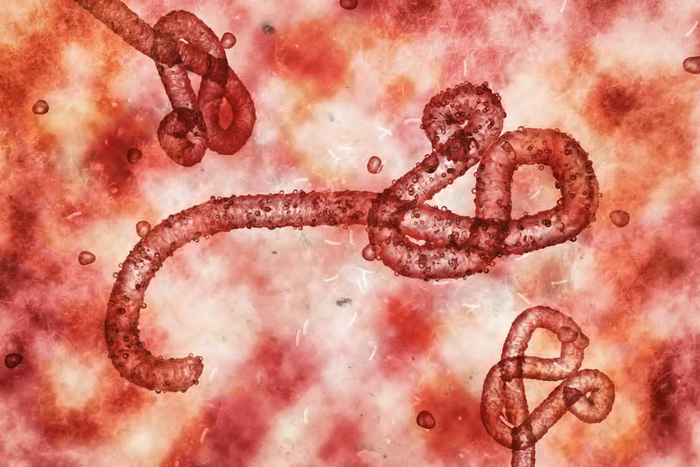 Marburg virus