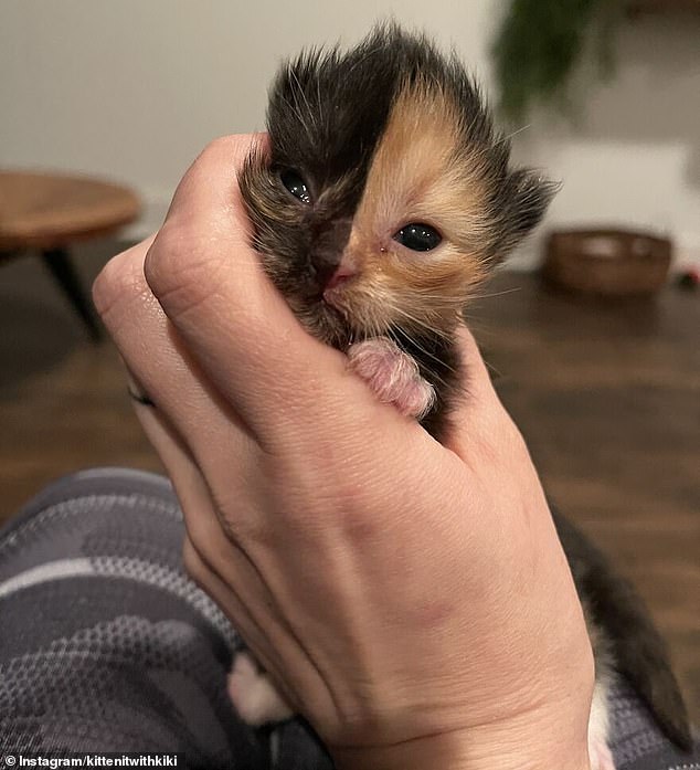 Orphaned Kitten