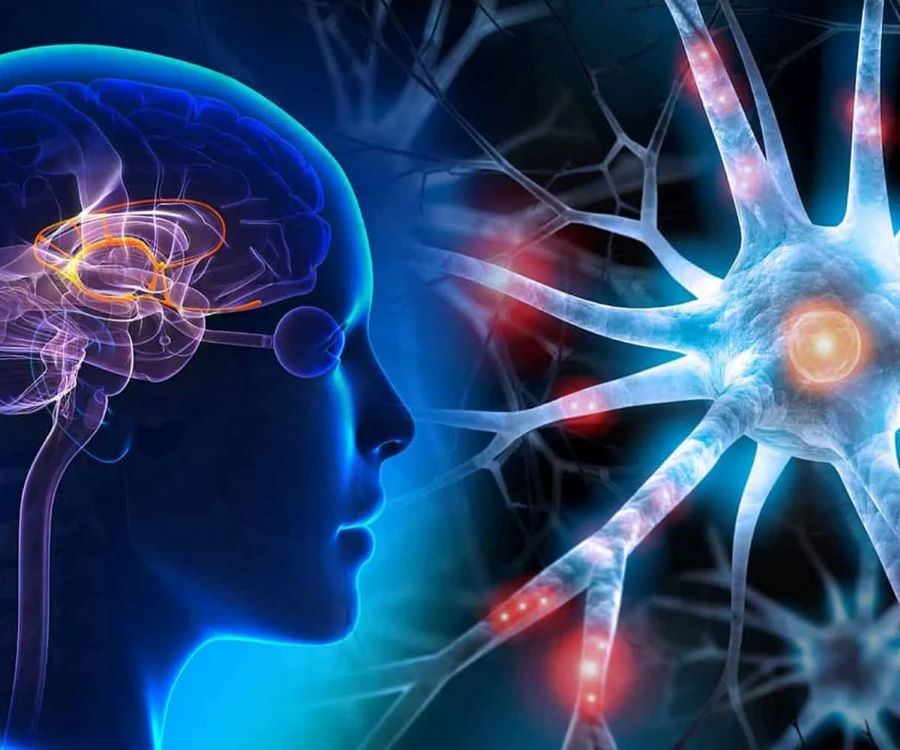الدكتور أسامة عبد السلام