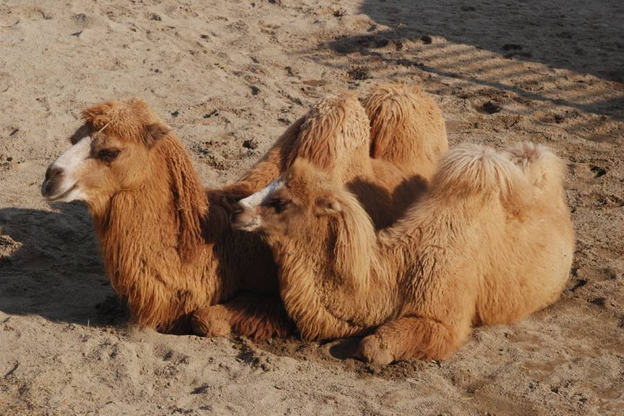 تفسير تفسير رؤية الجمل البني في المنام للمتزوجة