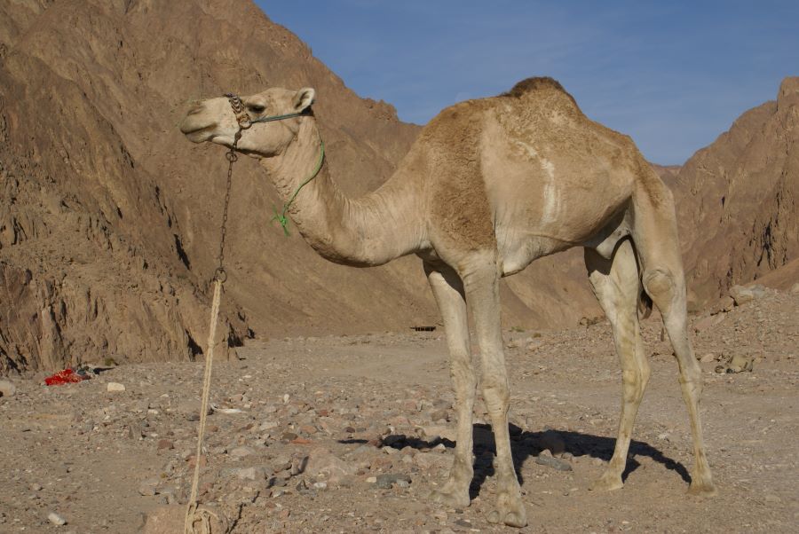 تفسير حلم الجمل يلاحقني للرجل الاعزب