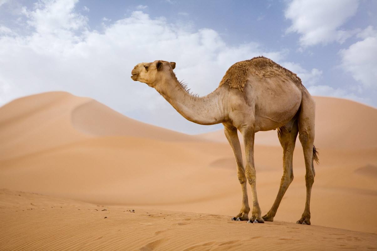 تفسير حلم الجمل يلاحقني للمتزوجة