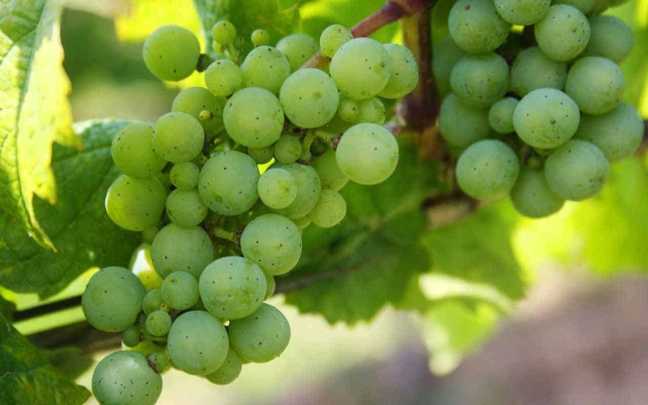 تفسير حلم العنب الأخضر للشاب