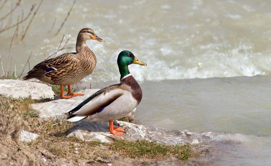 تفسير رؤية البط في المنام للعزباء