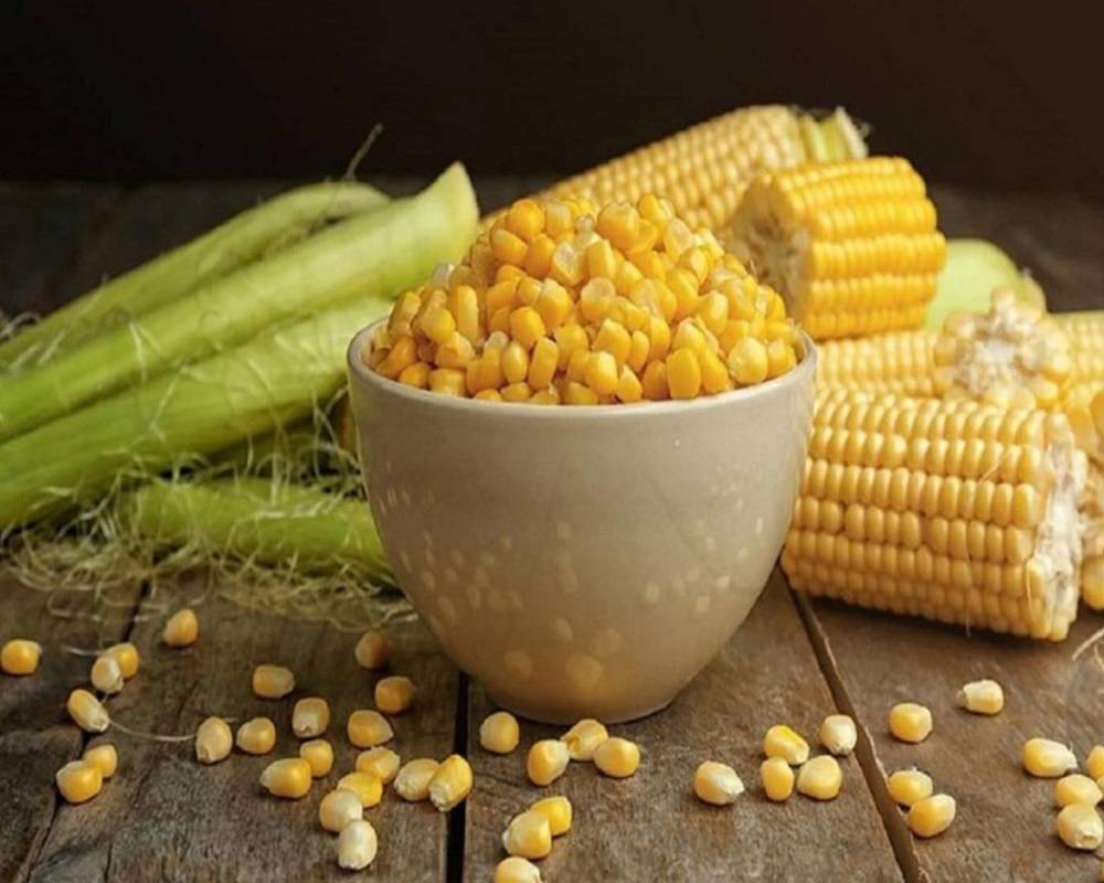 تفسير رؤية الذرة في المنام لابن سيرين