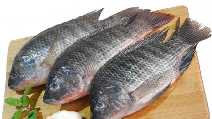 تفسير رؤية السمك البلطي في المنام للعزباء