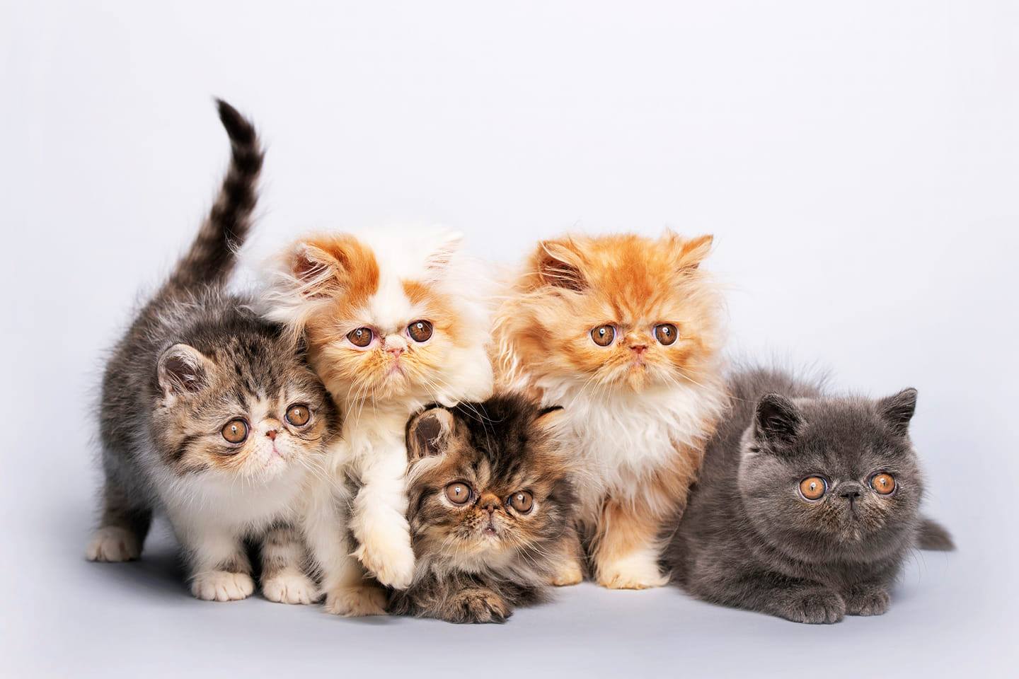 سوق الطيور والأسماك والحيوانات الأليفة Abu Dhabi Animal Market