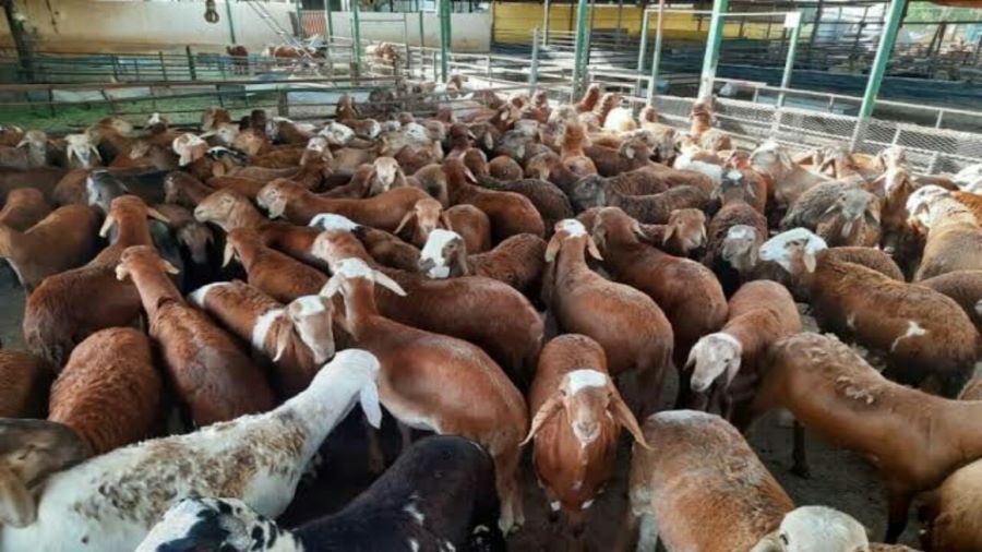 سوق مراح البيان لبيع الأغنام