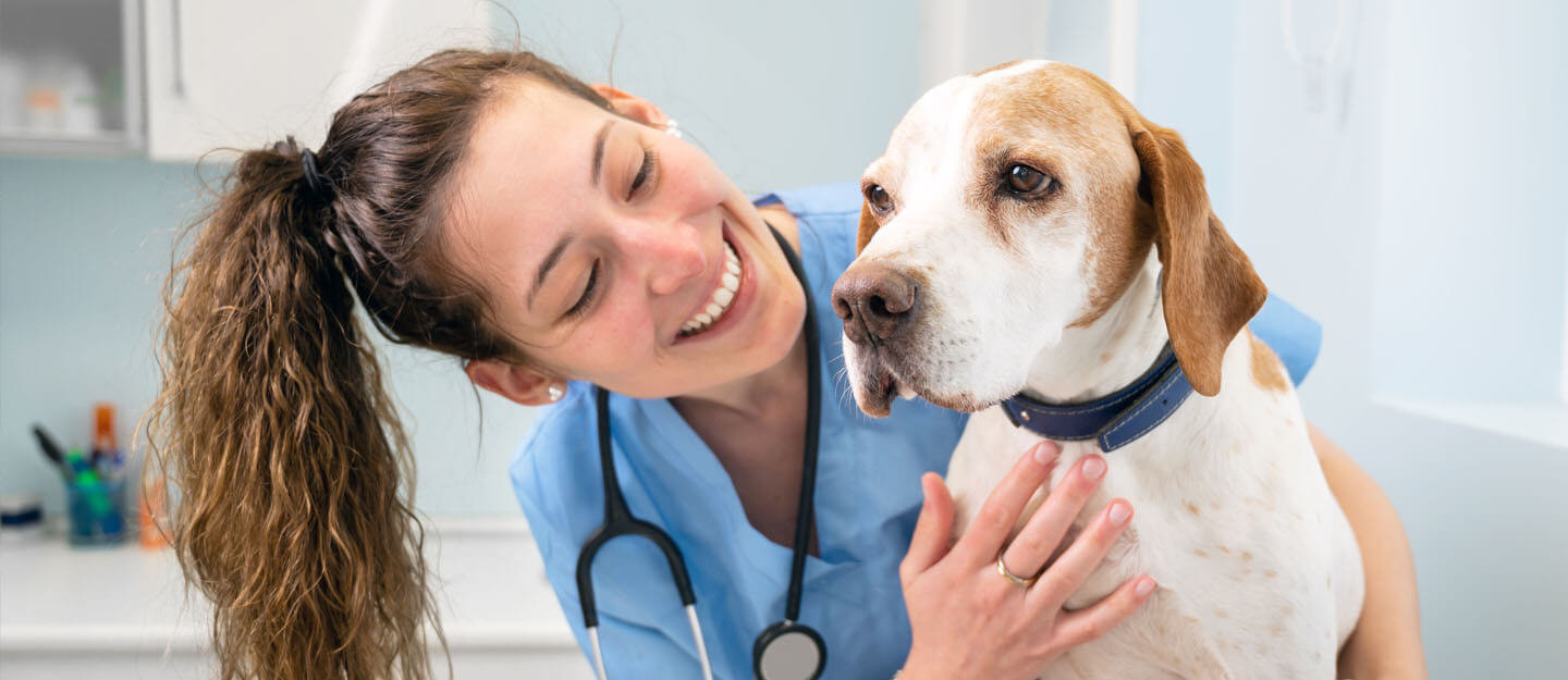 عيادةModern Vet