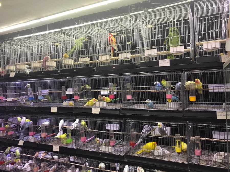 محل بيتلاند Petland
