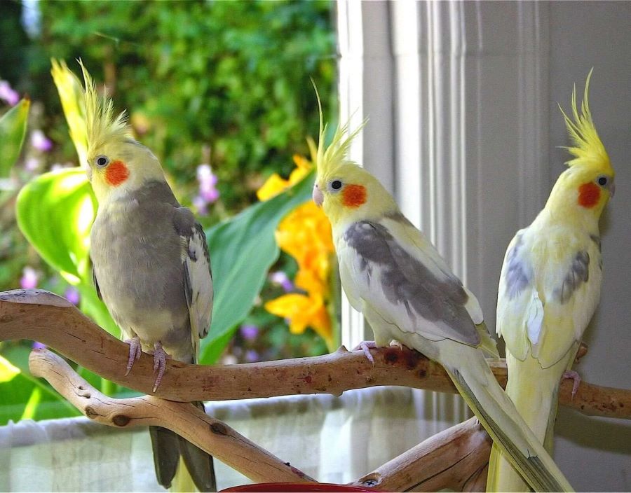محل Abu Soula Trading – Bird and Animal