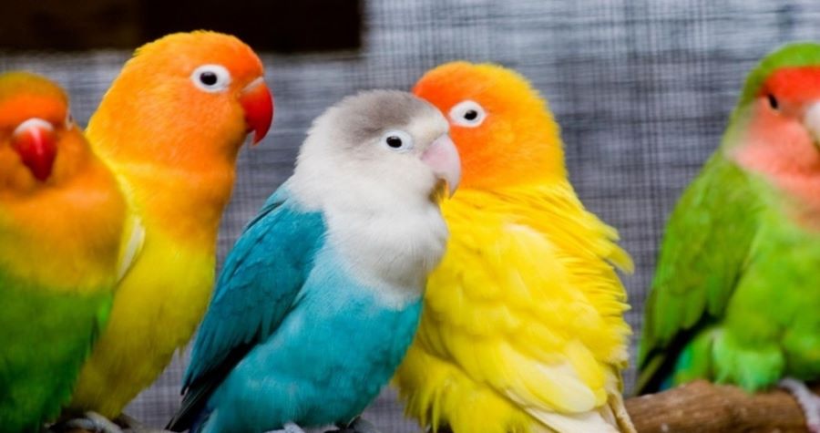 محل Al Andaleeb fish and birds