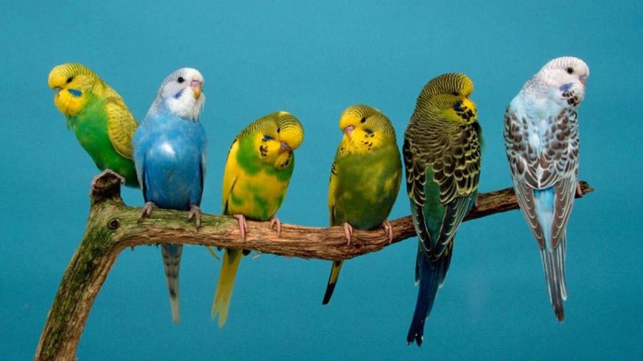 محل Birds, Beauty Fishes & Pets