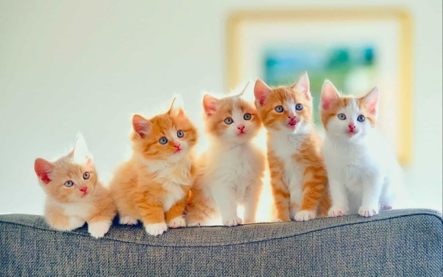 محل Excellence Pets