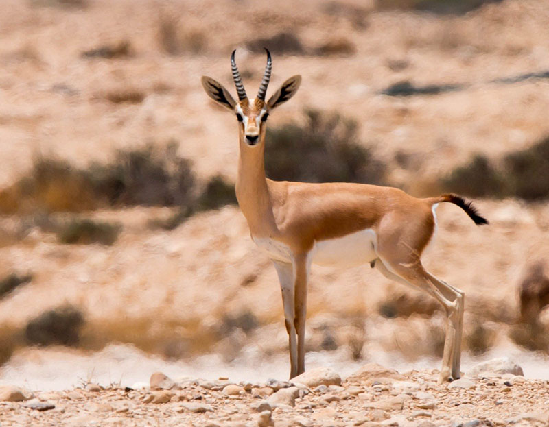 محمية الغزلان