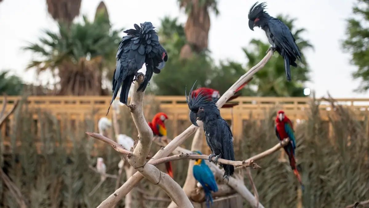 مشاهدة فصائل الطيور