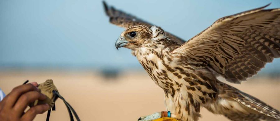 موعد عمل سوق الطيور ابوظبي