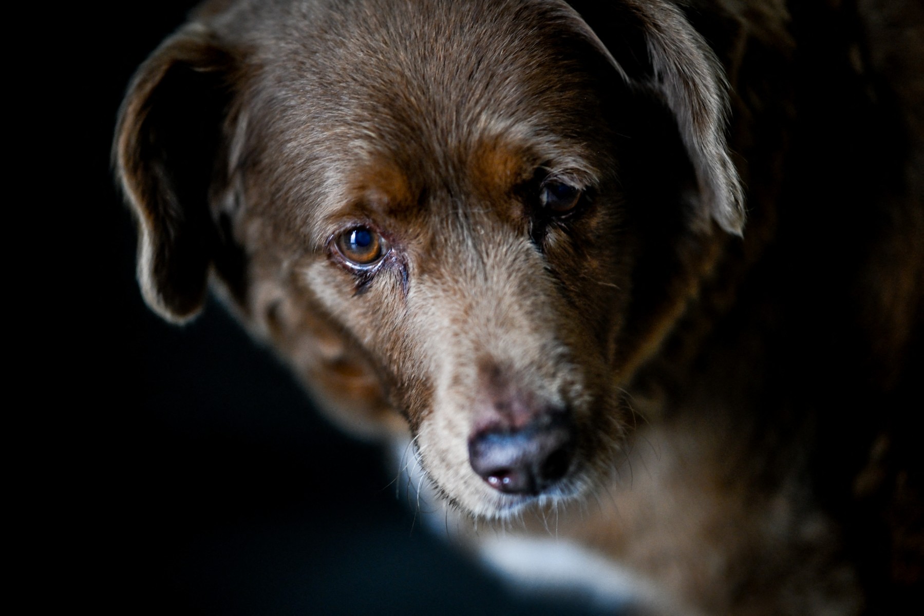 oldest dog