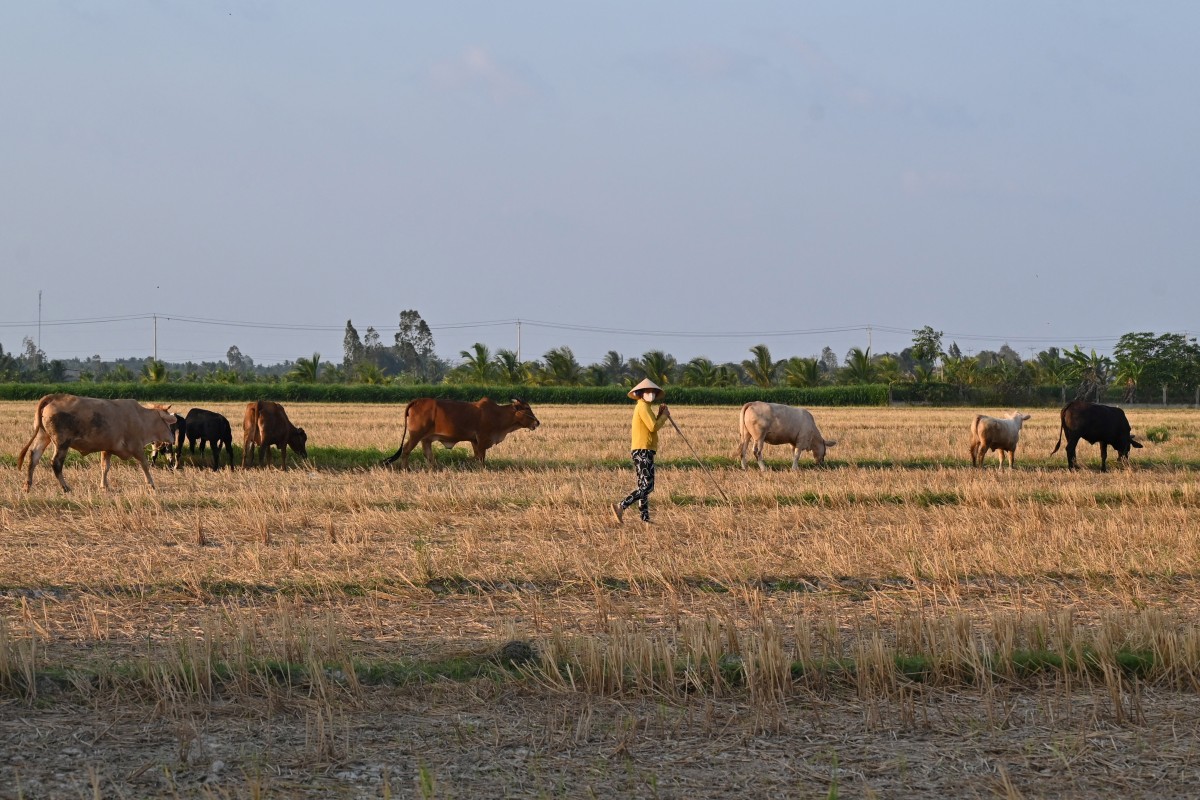 Vietnam farmers
