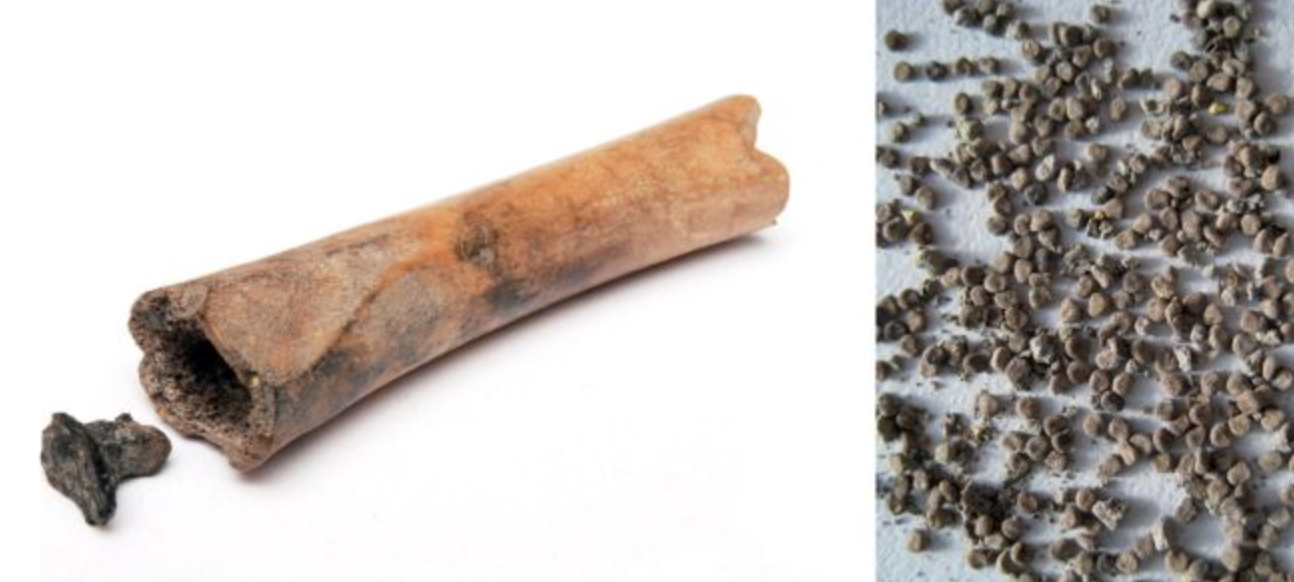 The bone and birch tar plug (left) and some of the seeds that spilled out (right). (BIAX Consult)