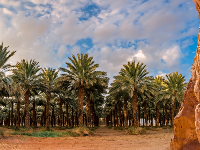 تفسير الحلم برؤية التمر وشجر النخيل في المنام