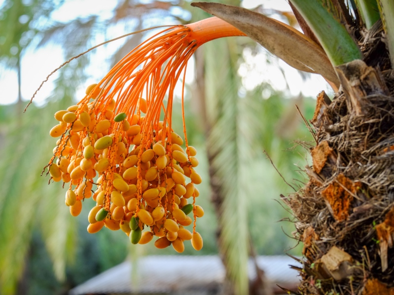 تفسير الحلم برؤية التمر وشجر النخيل في المنام