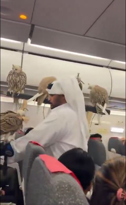 Falcons with man on plane