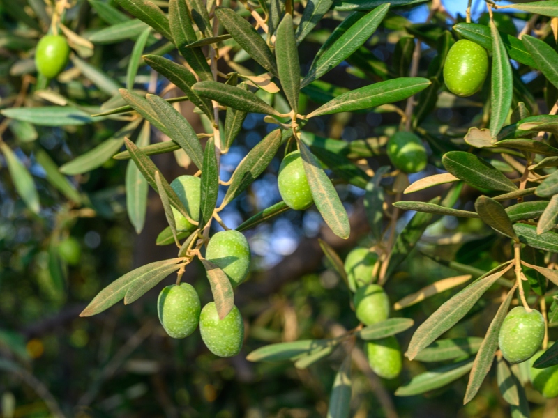 ما تفسير الحلم برؤية الزيتون في المنام؟
