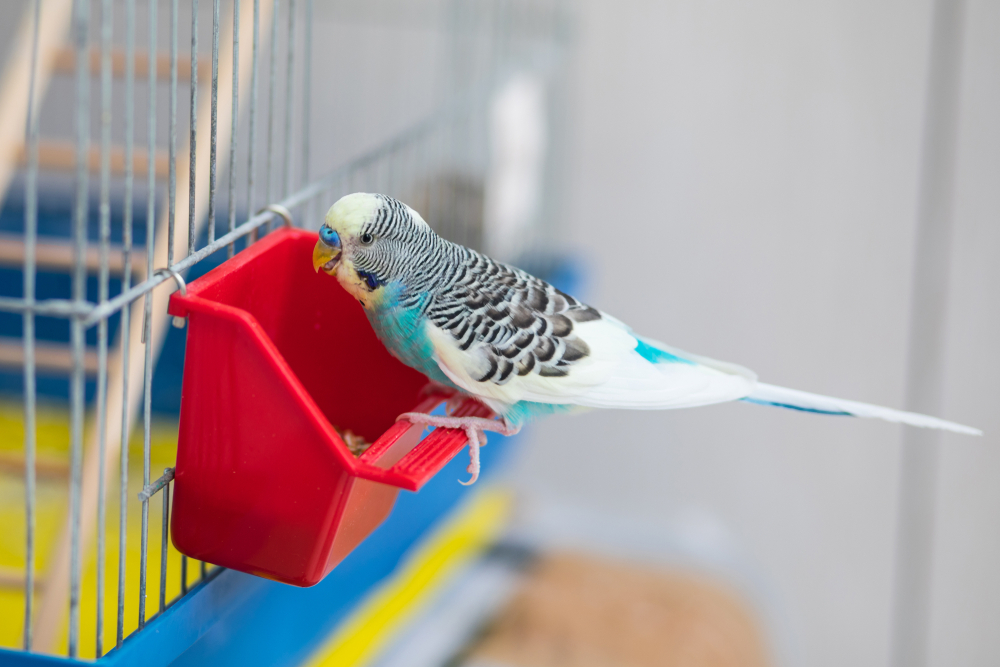 bird